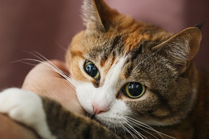 Ingwer Katze verspielt beißen