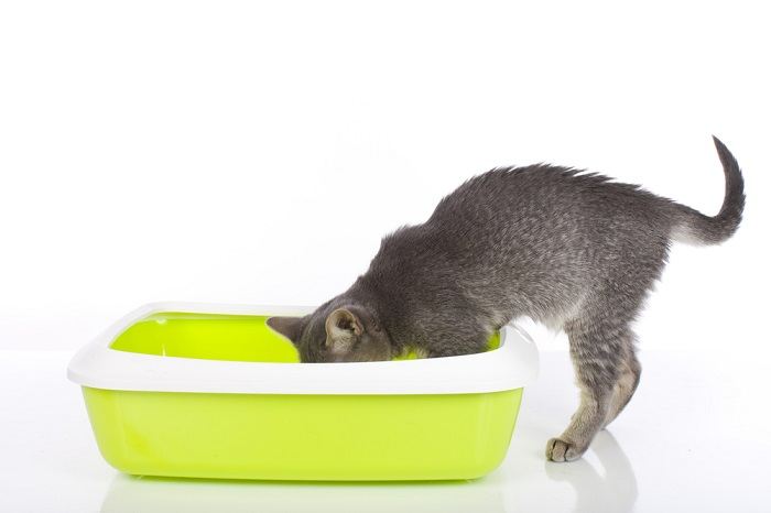 Ein bezauberndes Bild mit einem jungen Kätzchen in einer Katzentoilette, das zeigt, wie die Katze an richtige Ausscheidungsgewohnheiten herangeführt wird.