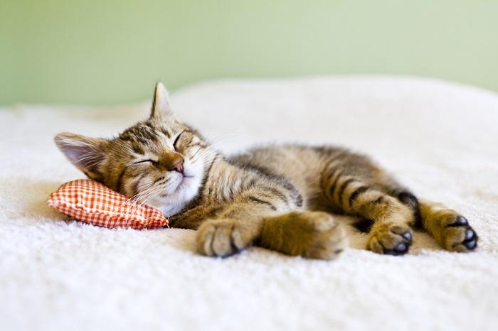 Ein schlafendes Kätzchen, das die friedliche und liebenswerte Natur junger Katzen zeigt.