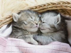 Image of a sleeping kitten.