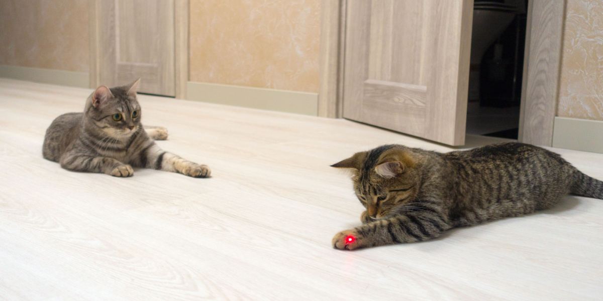 Ein Laserspielzeug, das eine Katze beschäftigt und eine interaktive Spielaktivität präsentiert, die die natürlichen Instinkte und die Neugier der Katze anregt.