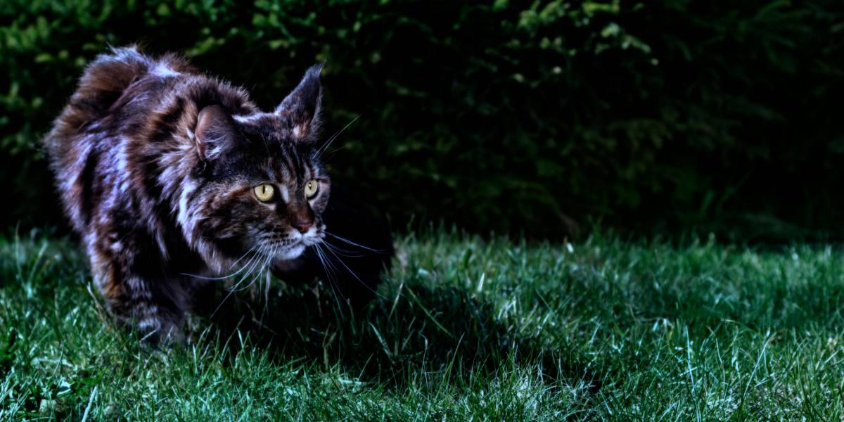 Maine Coon Katze in der Nacht