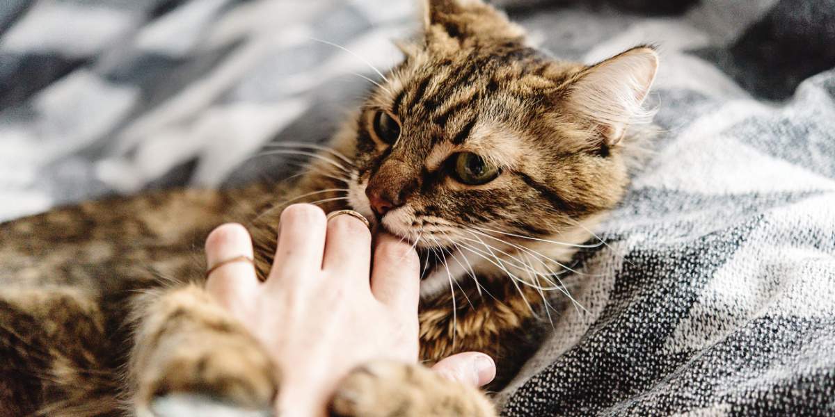 Ein Bild zum Thema Streichelaggression bei Katzen, das ein Verhaltensproblem hervorhebt, das manche Katzen beim Streicheln oder Anfassen zeigen können.