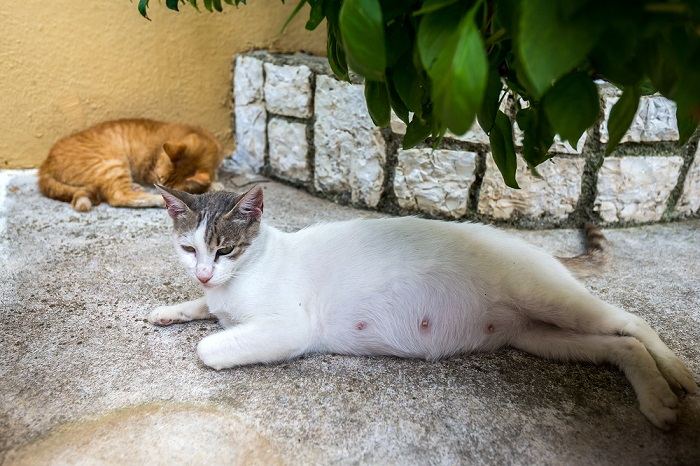 Eine trächtige Katze schläft draußen und veranschaulicht den Komfort und die Entspannung einer Katze während der Schwangerschaft.