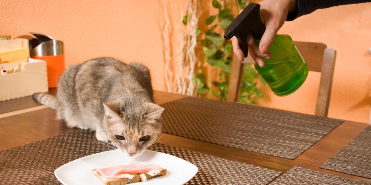 Besitzer besprüht Katze mit Wasser