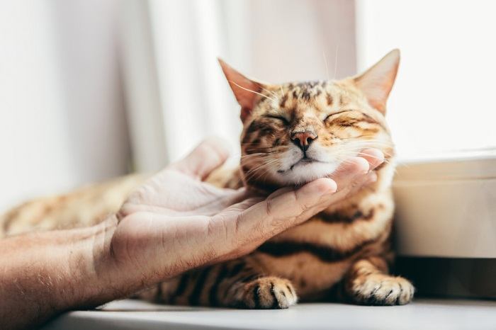 Eine Person streichelt eine Bengalkatze und demonstriert damit, wie man diese einzigartige Katzenrasse sanft streichelt und eine Bindung zu ihr aufbaut.