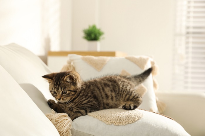 getigertes Kätzchen auf dem Sofa