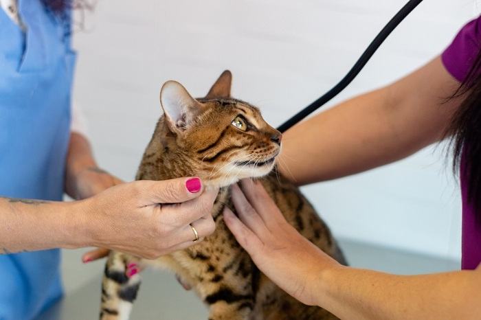 Eine Katze während einer tierärztlichen Untersuchung. Die Darstellung unterstreicht die Bedeutung regelmäßiger Kontrolluntersuchungen und Gesundheitsfürsorge für Katzen.