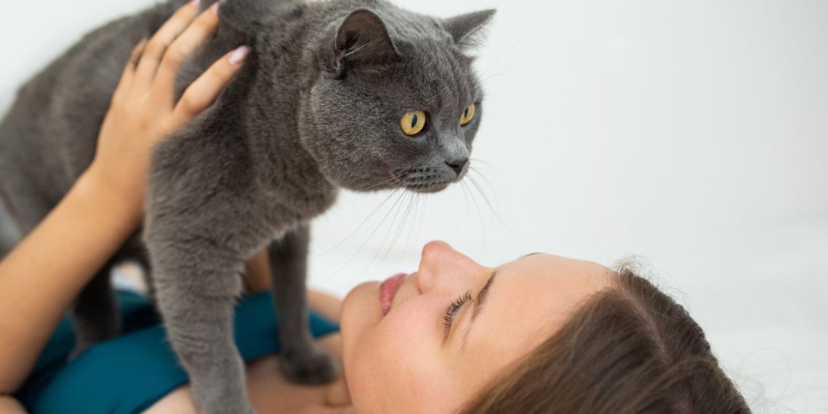 Frau hält ihre Britisch Kurzhaarkatze