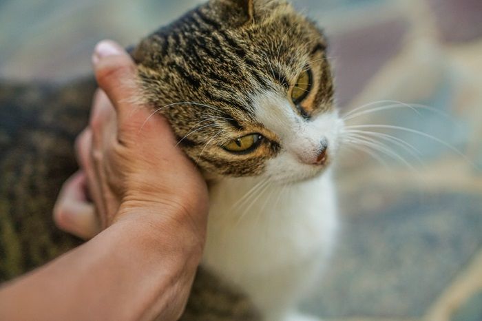 Eine Katze reibt den Kopf in der Hand