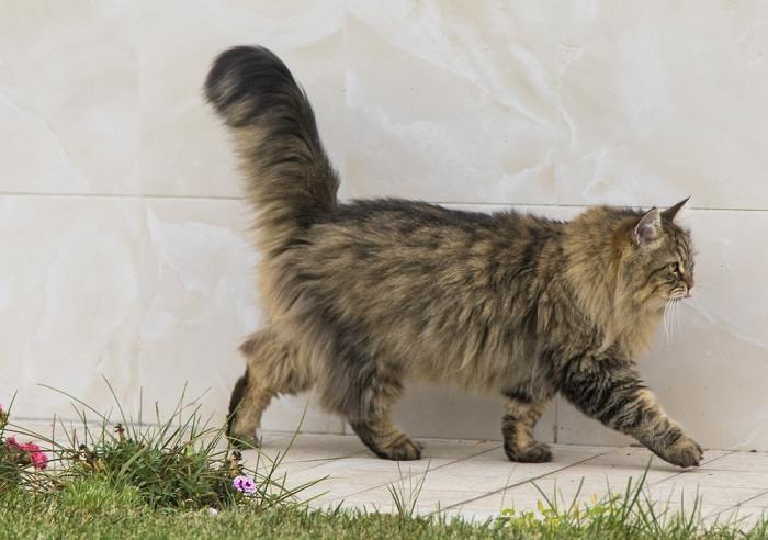 Katze läuft im Garten