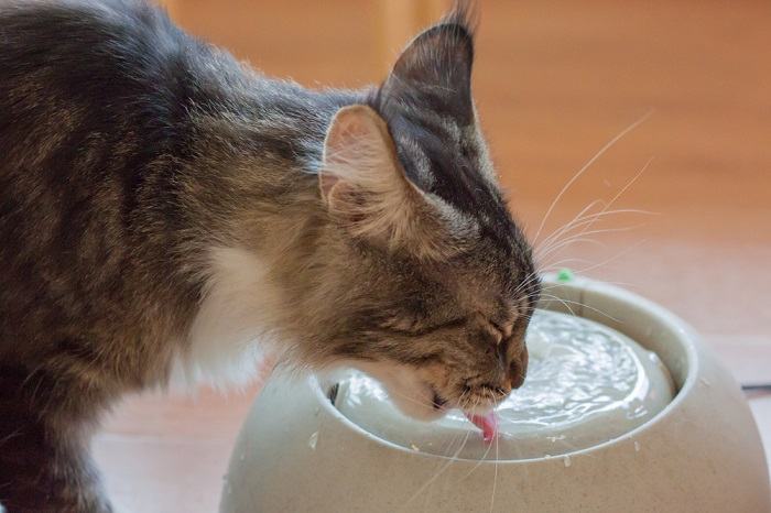 Braune Katze trinkt Wasser