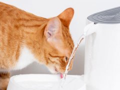 Cat drinking clean water from a dispenser