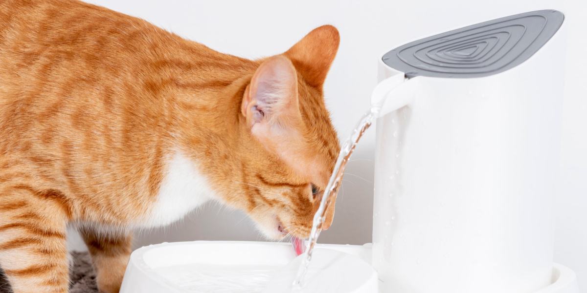 Katze trinkt sauberes Wasser aus einem Spender