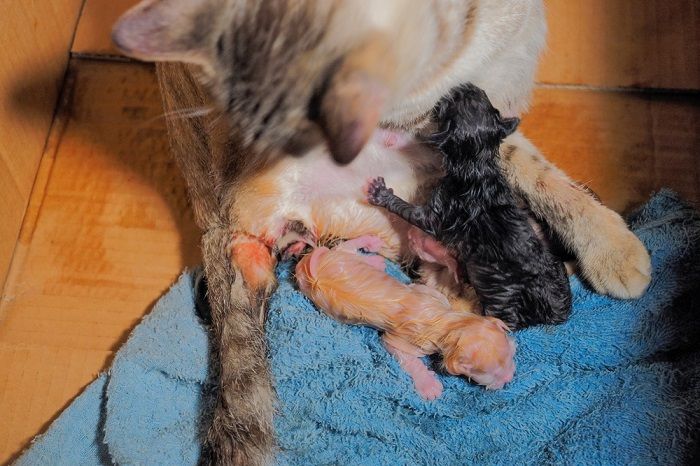 Katze bringt Kätzchen zur Welt