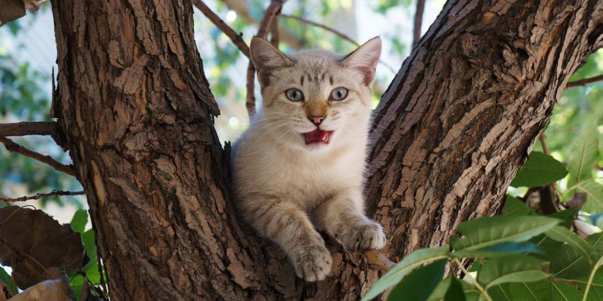 Katze sitzt auf einem Baum und genießt die erhöhte Aussicht.