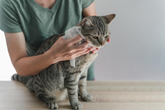 Katze mit Babytuch säubern