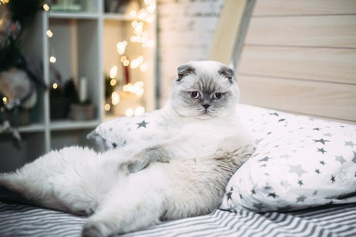 Dicke weiße schottische Katze liegt im Bett