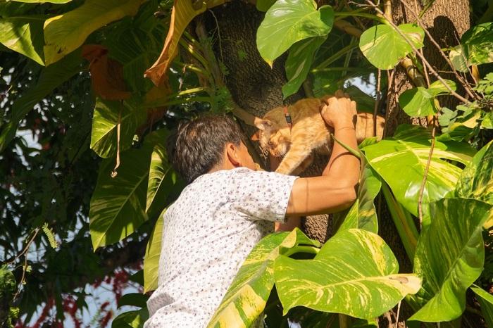 Mann rettet eine Katze, die in einem Baum festsitzt, und zeigt damit Fürsorge und Hilfe