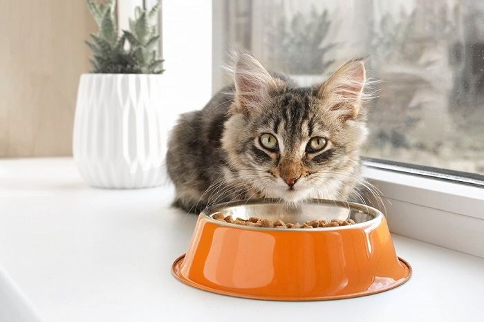 Tabby-Kätzchen isst aus orangefarbener Schüssel