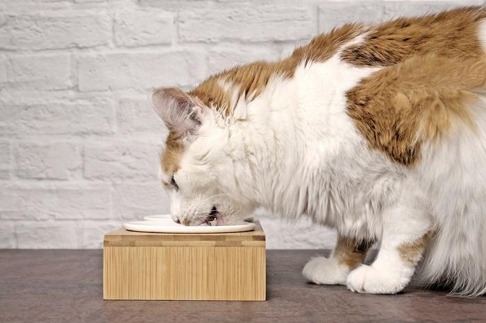 Getigerte Katze frisst Futter aus einem Futternapf