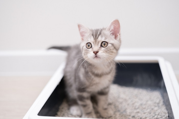 Das Kätzchen sitzt in der Katzentoilette