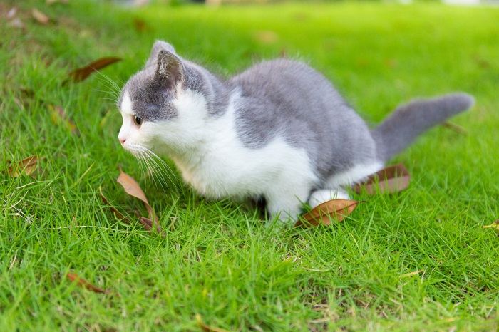 blau-weißes Kätzchen pinkelt ins Gras