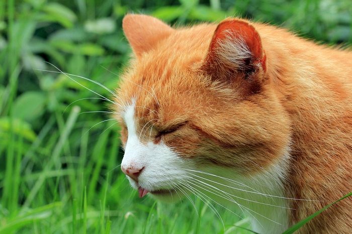 Katze fühlt sich übel