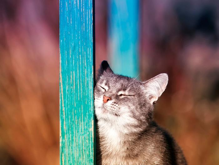 Katze seine Wange gegen einen Pfosten