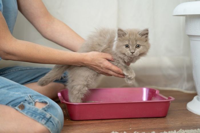 Katze lernt, die Katzentoilette zu benutzen