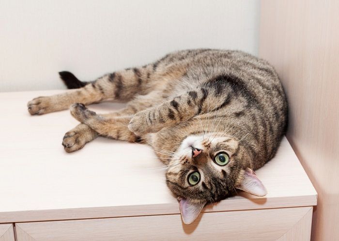 So Halten Sie Katzen Zuverl ssig Aus Einem Zimmer Fern Cats