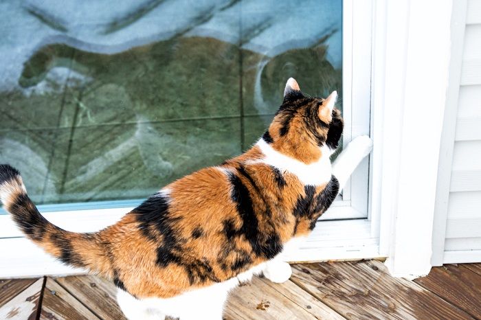 Katze kratzt an der Tür