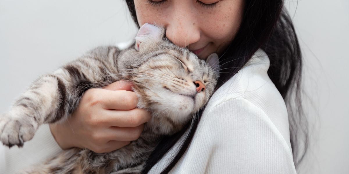 Katze reibt ihren Kopf an einem Mädchen