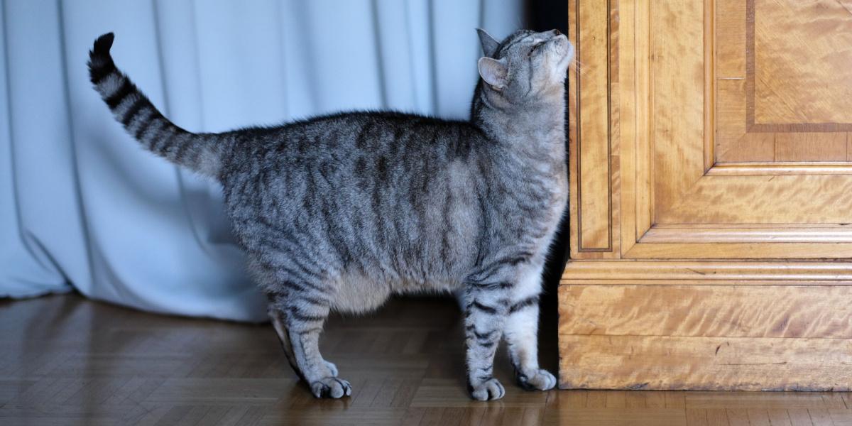 Katze reibt sich an der Ecke des Schranks