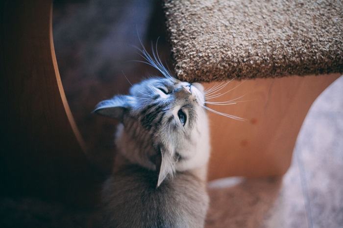 Katze reibt Schnauze an der Stuhlkante