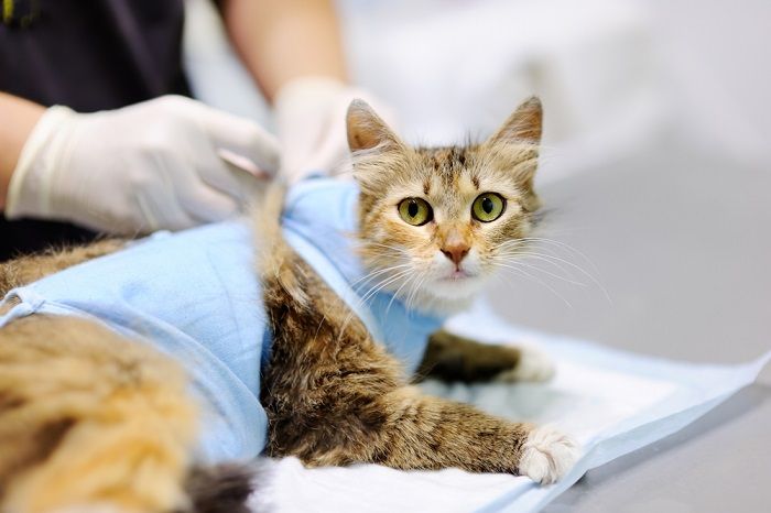 Chirurgie bei Katzen