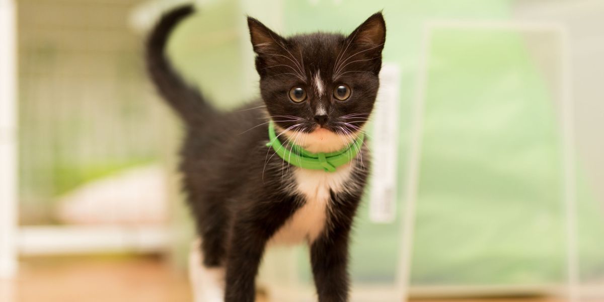 Katze trägt Flohhalsband