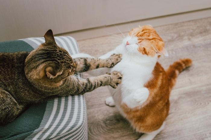 Katzen kämpfen um Territorium