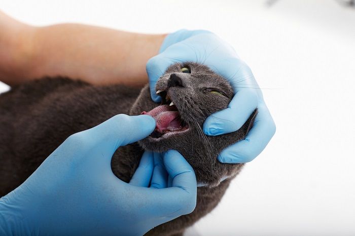 Untersuchung einer Katze beim Tierarzt