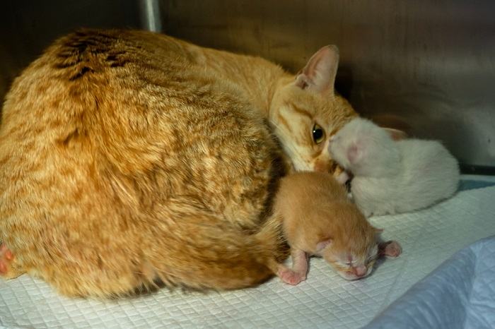 rote Katze nach der Geburt