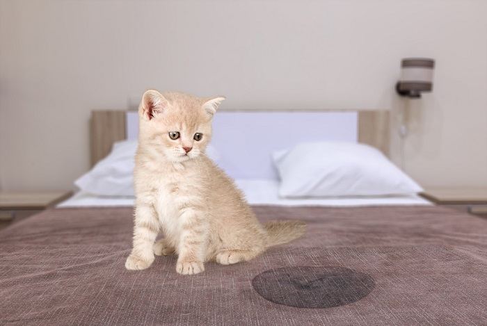 graue Katze sitzt in der Nähe von Nass oder Pisse