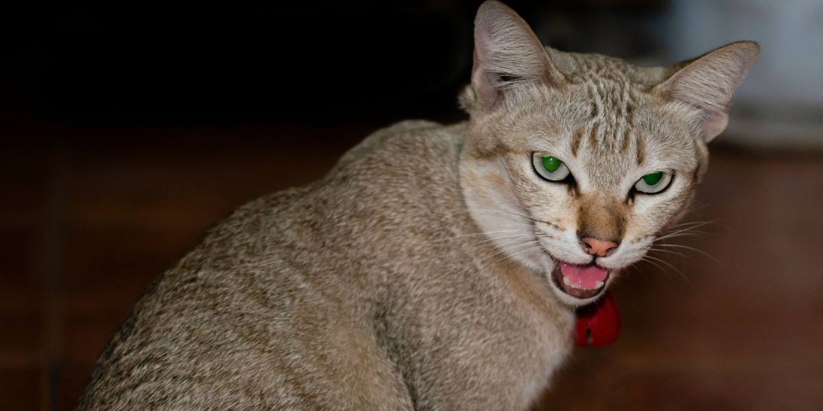 Ein Bild, das das Konzept einer unsicheren Katze vermittelt, die sich nicht sicher fühlt.