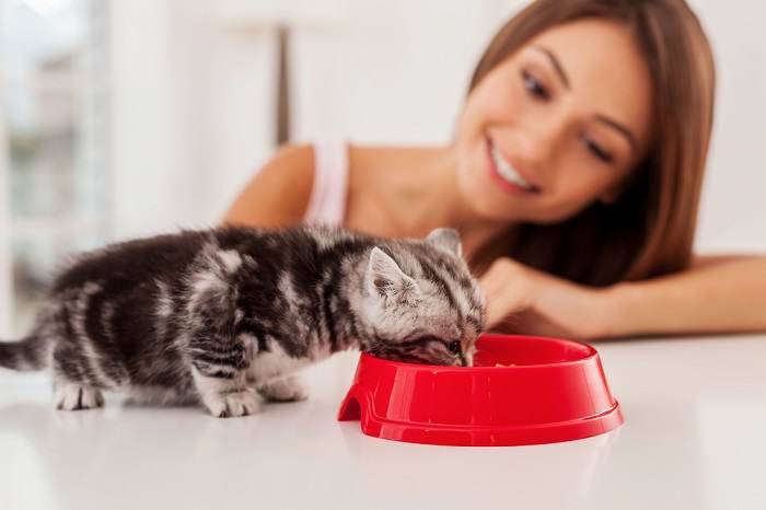 Kätzchen frisst Futter aus der Schüssel