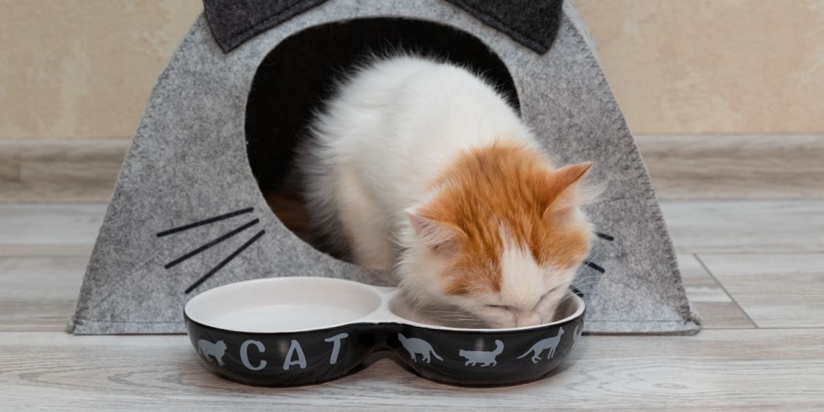 Kätzchen frisst Futter aus einer Schüssel