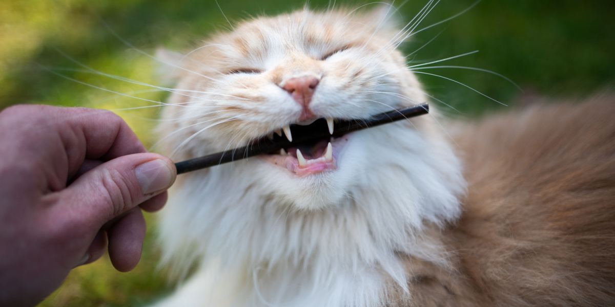 Maine-Coon-Katze bei natürlichem Verhalten: Sie kaut auf einem Stock herum.