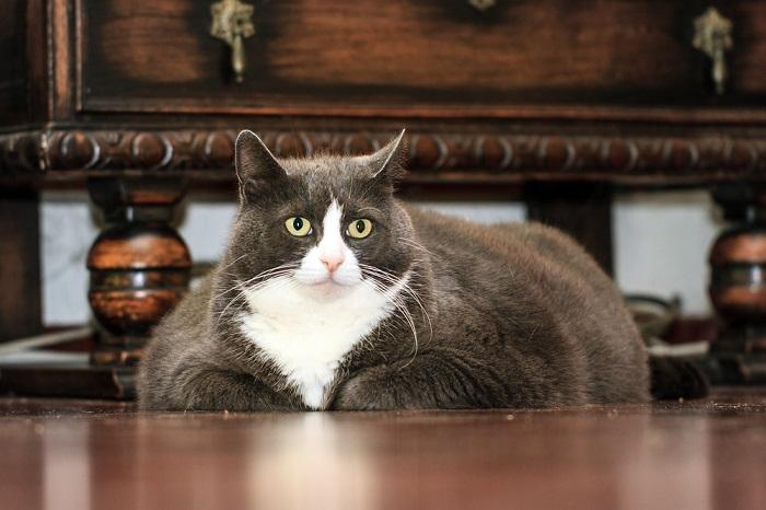 Übergewichtige Katze liegt drinnen