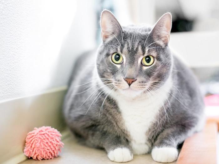 übergewichtige Hauskatze mit kurzem Fell