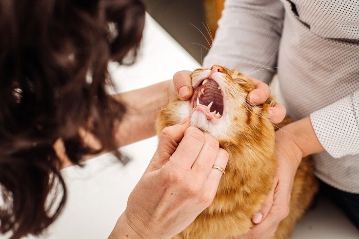 Tierarzt untersucht Katzenmaul