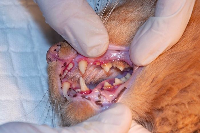 Tierarzt untersucht in einer Klinik die Zähne einer Katze.