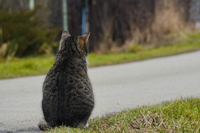 Eine grau gestreifte Katze sitzt zurück